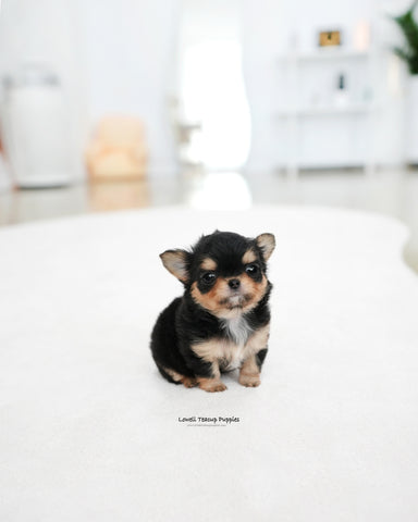 Teacup long hair Chihuahua Female [Kiel]