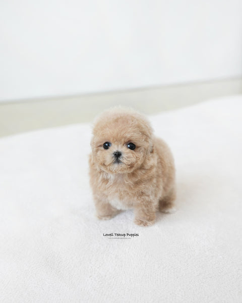 Teacup Maltipoo Female [Ashley]