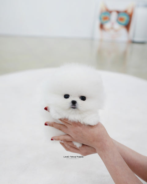 Teacup Pomeranian Male [Biscuit]