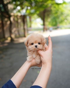 Teacup Maltipoo Female [Vera]