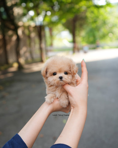 Teacup Maltipoo Female [Vera]