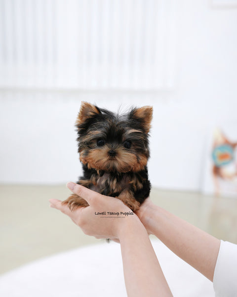 Teacup Yorkie Male [Bebe]