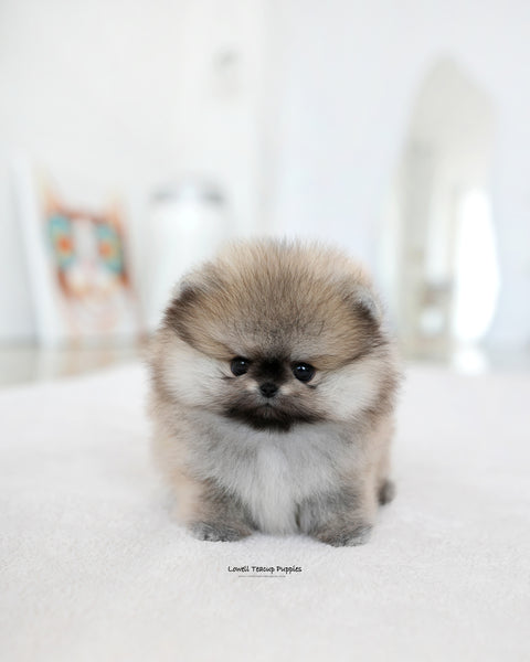 Teacup Pomeranian Male [Diego]