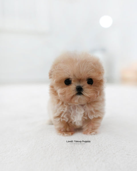 Teacup Maltipoo Male [Ciel]