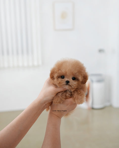 Teacup Poodle Female [Muffin]