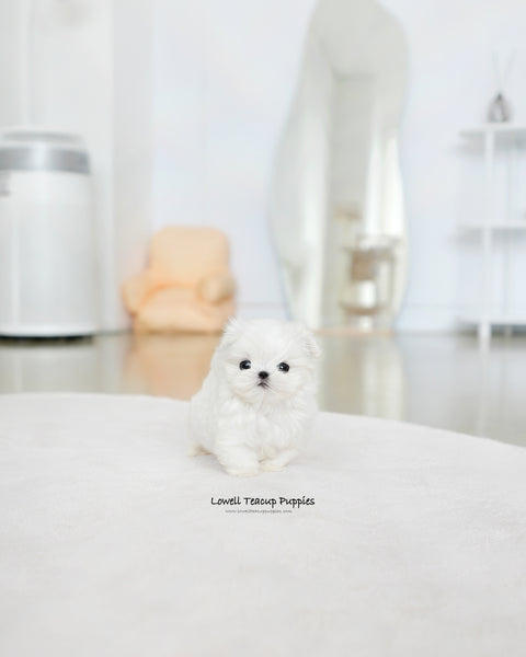 Teacup Maltese Male [Rui]