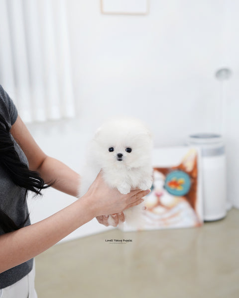 Teacup Pomeranian Female [Damie]