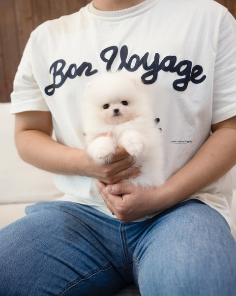 Teacup Pomeranian Male [Bono]