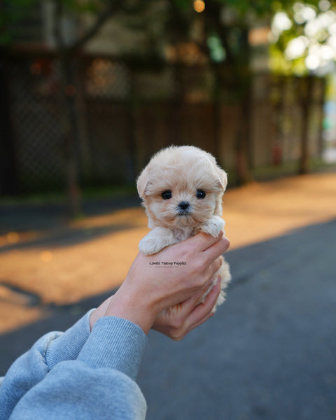 Teacup Maltipoo Female [Cleo]
