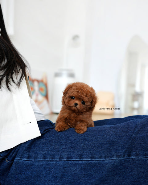 Teacup Maltipoo Male [Finn]