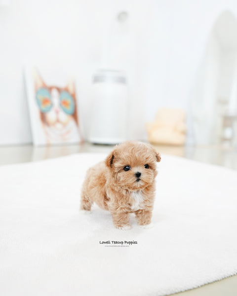 Teacup Maltipoo Male [Zion]