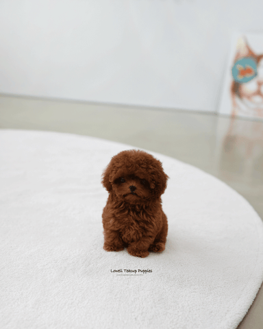 Teacup Poodle Male [Pony]