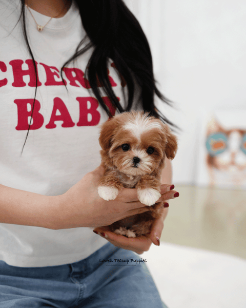 Teacup Maltipoo Female [Mango]
