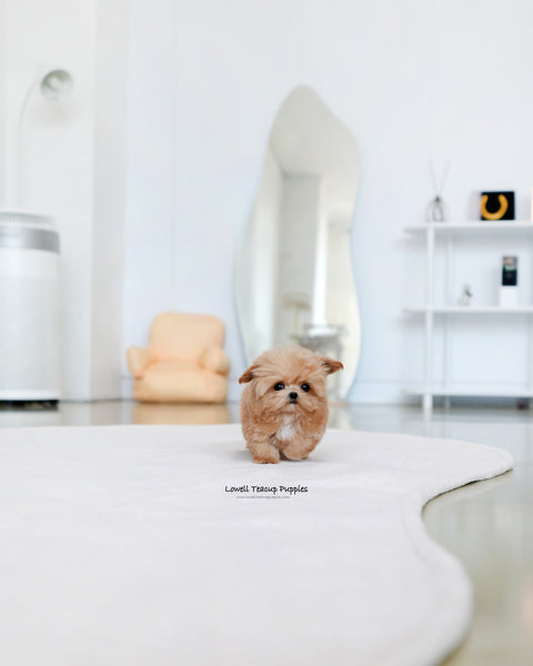 Teacup Maltipoo Female [Ringo]