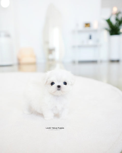 Teacup Maltese Male [Noel]
