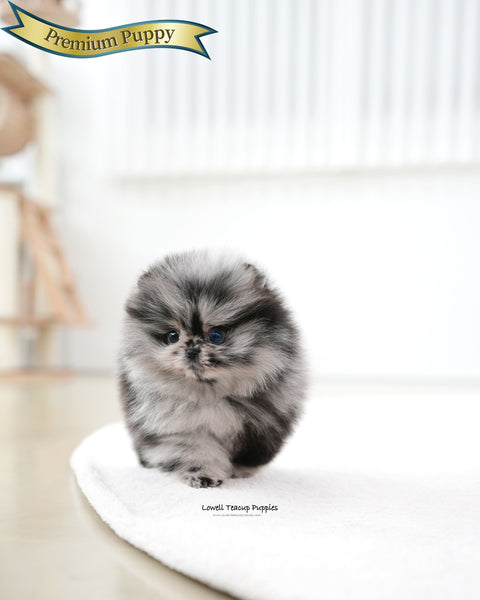 Teacup Pomeranian Female [Paris]