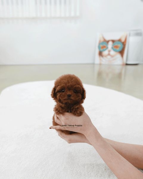Teacup Poodle Female [Hani]