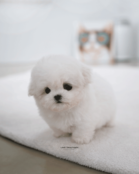 Teacup Bichon Frise Female [May]