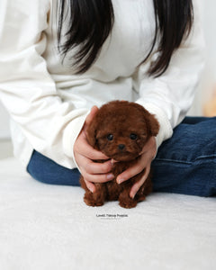 Teacup Poodle Male [kitkat]