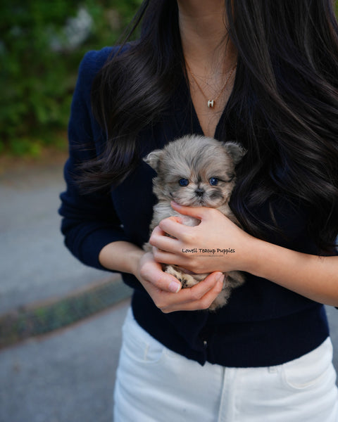 Teacup Maltipoo Male [Pip]