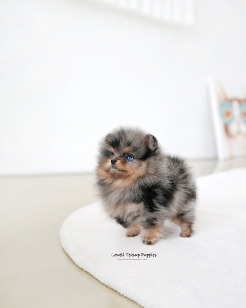 Teacup Pomeranian Male [Kai]