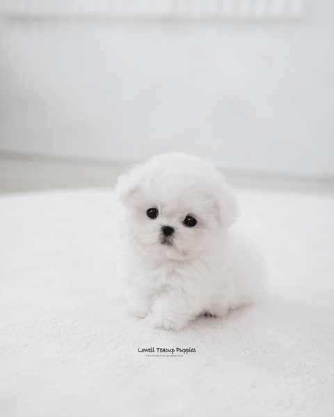 Teacup Bichon Frise Male [Max]