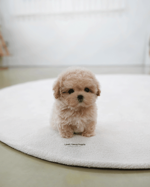 Teacup Maltipoo Female [Nina]