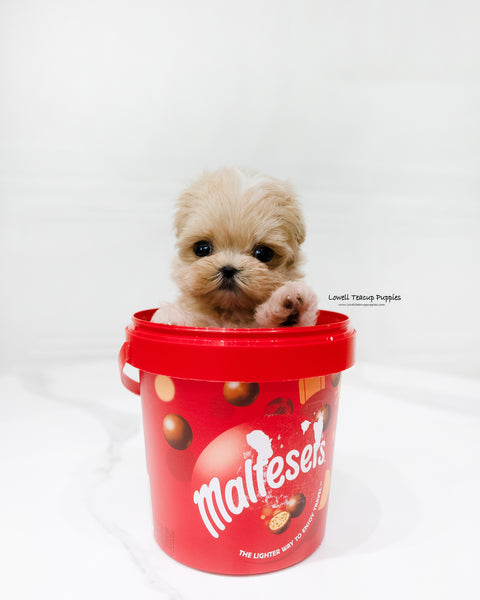 Teacup Maltipoo Male [Dicaprio]