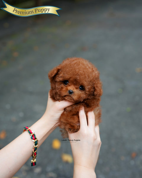 Teacup Poodle Male [Jules]