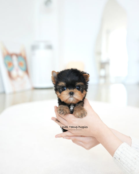 Teacup Yorkie Male [Benji]