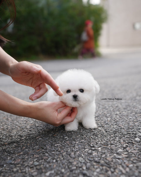 Teacup Bichon Frise Male [Ben]