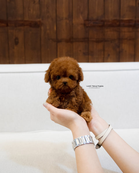 Teacup Poodle Female [BOBO]