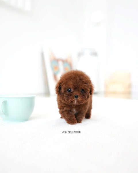 Teacup Poodle Male [Bree]