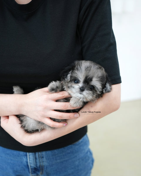 Teacup Maltipoo Female [Cory]