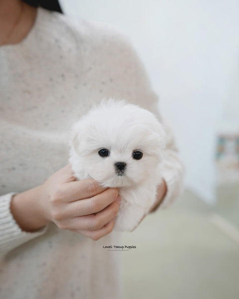Teacup Maltese Male [Buzz]