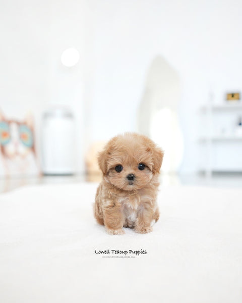 Teacup Maltipoo Female [Ivy]