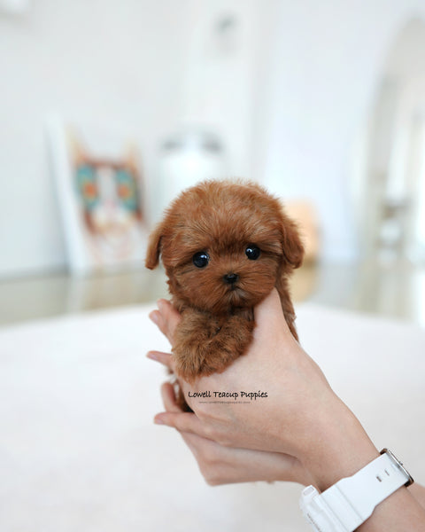 Teacup Maltipoo Female [Lizzy]