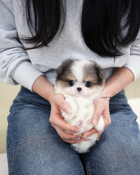 Teacup Maltipom Female [Puff]