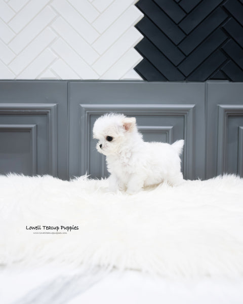 Teacup Maltese Male [Will]