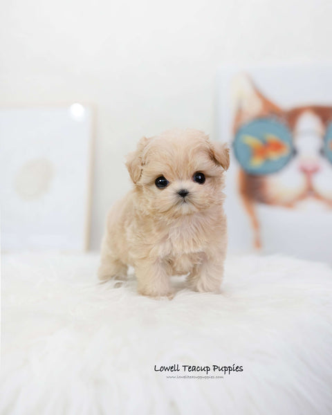 Teacup Maltipoo Male [Romio]