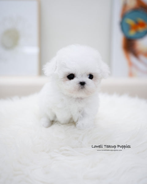 Teacup Bichon Frise Female [Bonbon]