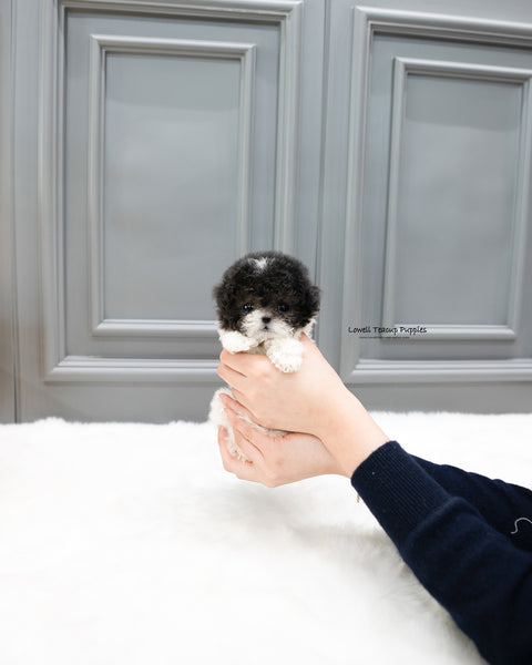 Teacup Poodle Female [Lulu]