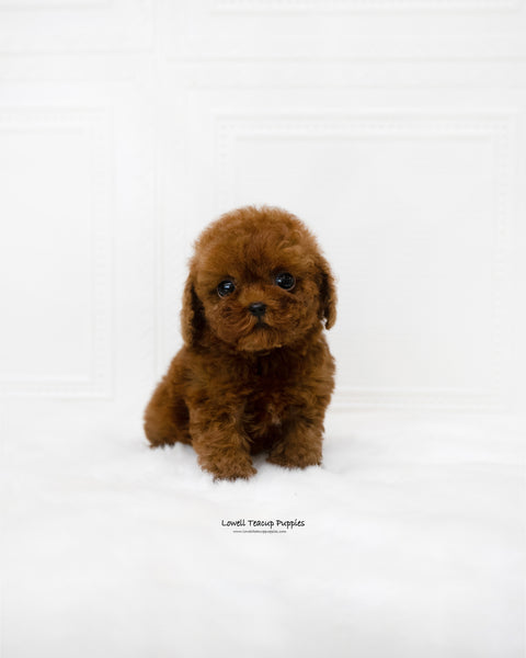 Teacup Poodle Female [Remi]