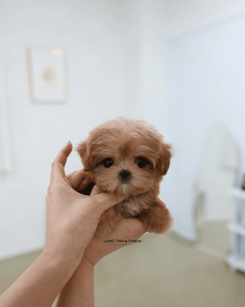 Teacup Maltipoo Male [Bijou]