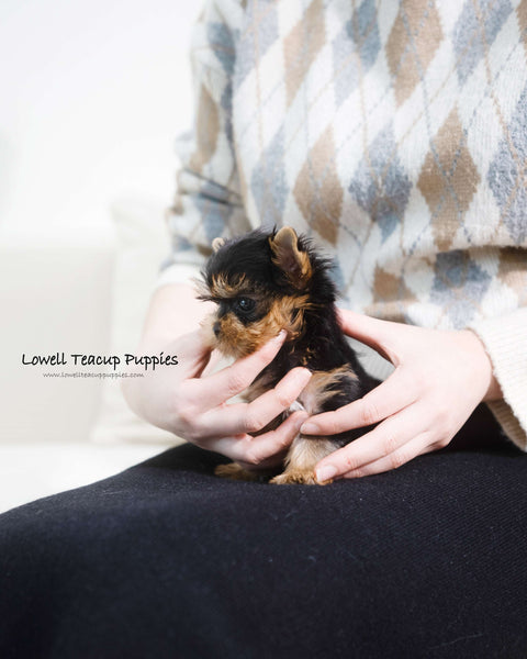 Teacup Yorkie Male [Rui]