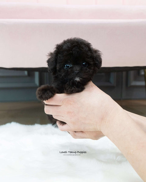 Teacup Poodle Male [Kai]