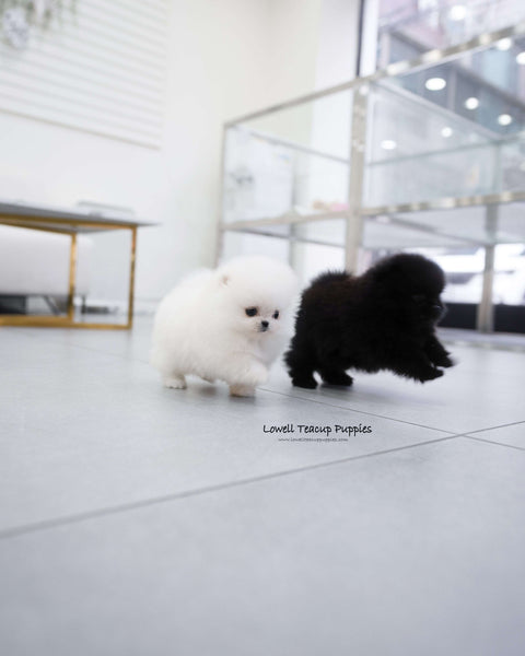 Teacup Pomeranian Female [May]