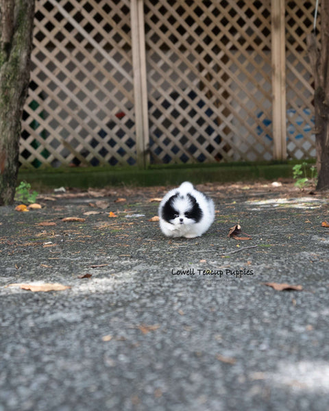 Teacup Pomeranian Female [Nora]