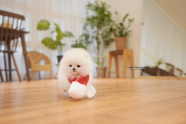 Alexandra / Teacup Pomeranian Female [Anna] - Lowell Teacup Puppies inc