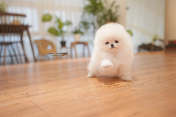 Alexandra / Teacup Pomeranian Female [Anna] - Lowell Teacup Puppies inc